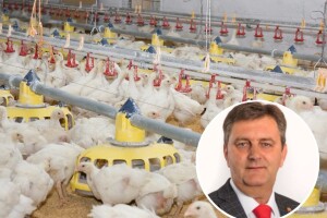 Peradari pojačali mjere zbog ptičje gripe: Koji su znakovi bolesti?