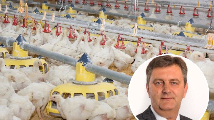 Peradari pojačali mjere zbog ptičje gripe: Koji su znakovi bolesti?