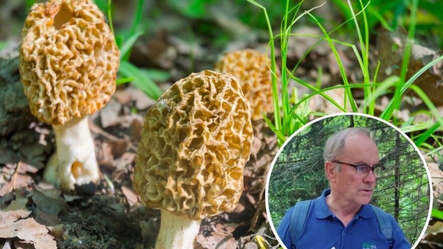 Kako, kada i koje gljive brati - otkriva iskusni znalac Šemsudin Bajrić