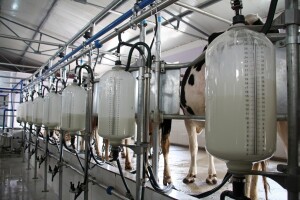 Isplaćena premija za mlijeko u RS - druga ovog mjeseca?