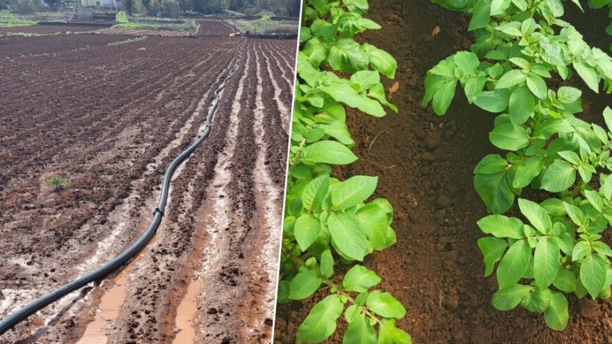 Obilna kiša poplavila polja: Ljubuški rani danima pod vodom
