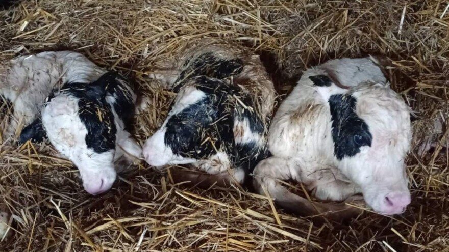 Retkost: Krava na domaćinstvu Ćirića otelila trojke!?