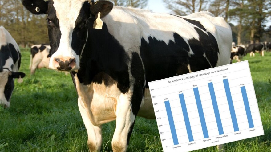 Rekorderka je iz Prnjavora: Kolika je prosječna proizvodnja mlijeka po kravi u BiH?