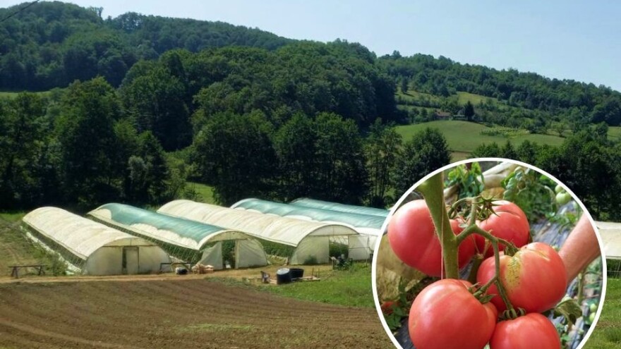 Admir Zahirović: Manjak je povrća na tržištu, cijene su skočile