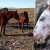 Divlji livanjski konji bez zaštite - kasape ih, kradu i prodaju