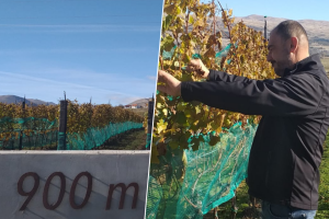Dilber dig'o lozu pod nebo: Vinograd na planinskoj klimi, ma može!