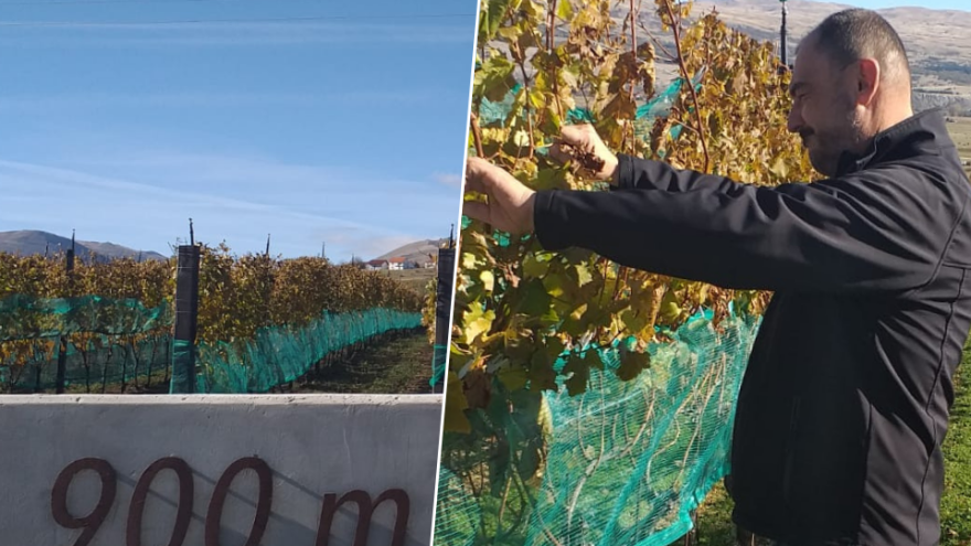 Dilber dig'o lozu pod nebo: Vinograd na planinskoj klimi, ma može!