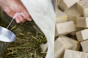 Sapune od kozjeg mlijeka možete napraviti i sami