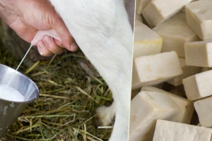 Sapune od kozjeg mlijeka možete napraviti i sami