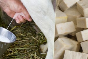 Sapune od kozjeg mlijeka možete napraviti i sami