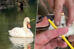 Tužne slike sa Ilidže: Labuda pogodili strelicom u glavu
