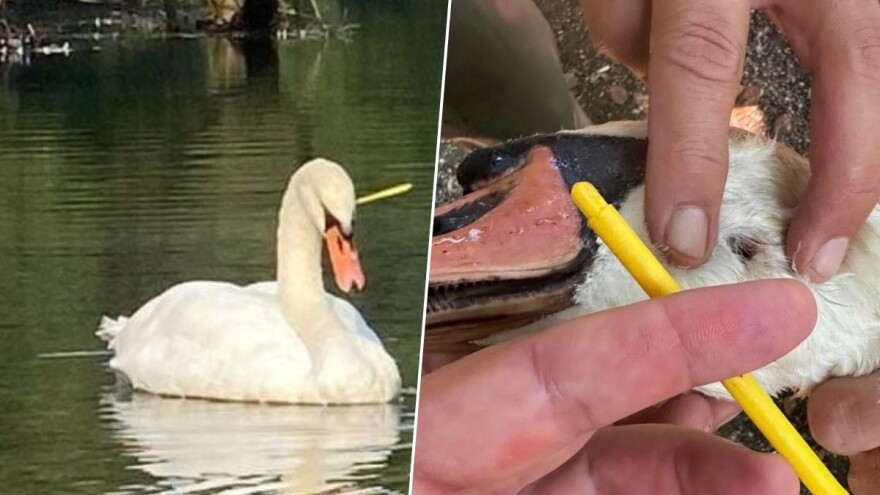 Tužne slike sa Ilidže: Labuda pogodili strelicom u glavu