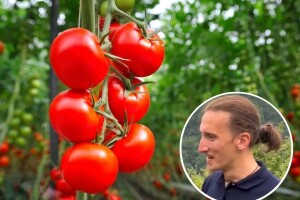 Pravilnom ishranom i zaštitom do visokog prinosa paradajza