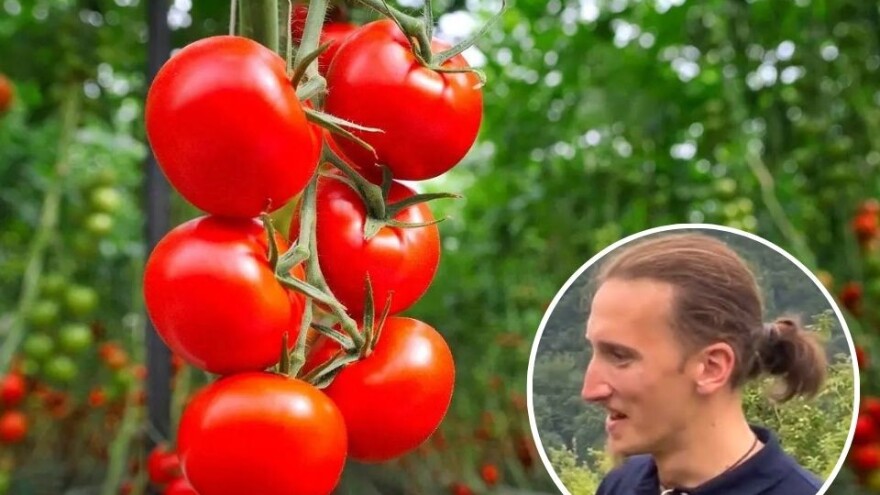 Pravilnom ishranom i zaštitom do visokog prinosa paradajza