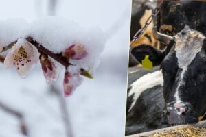 Osiguranja u poljoprivredi - iskustva, realnost i mogućnosti