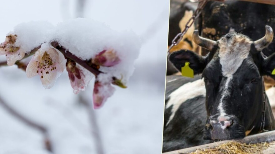 Osiguranja u poljoprivredi - iskustva, realnost i mogućnosti
