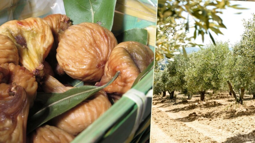 Porastao prinos smokava i maslina u FBiH