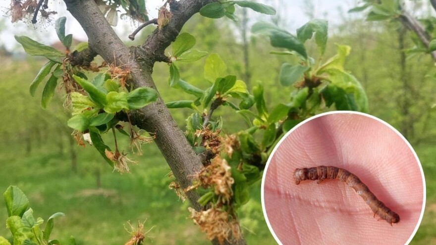 Savijači i lisne vaši već aktivni na šljivama - kako ih suzbiti?