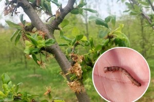 Savijači i lisne uši već aktivni na šljivama - kako ih suzbiti?