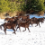 Divlji ili pitomi: Kobila Aska i pastuh Jelenko okupili ekipu Bosanskih brdskih konja