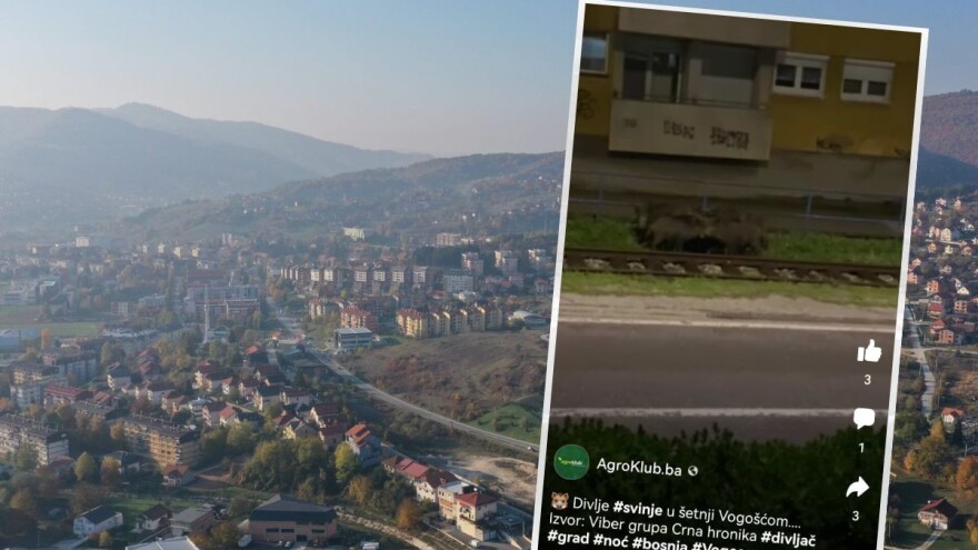 Noćna šetnja - krdo divljih svinja snimljeno u gradu