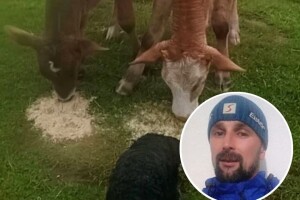Uznemirujući snimci! Vukovi rastrgali junice na Busovačkoj planini