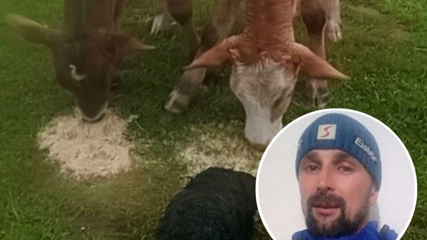 Uznemirujući snimci! Vukovi rastrgali junice na Busovačkoj planini