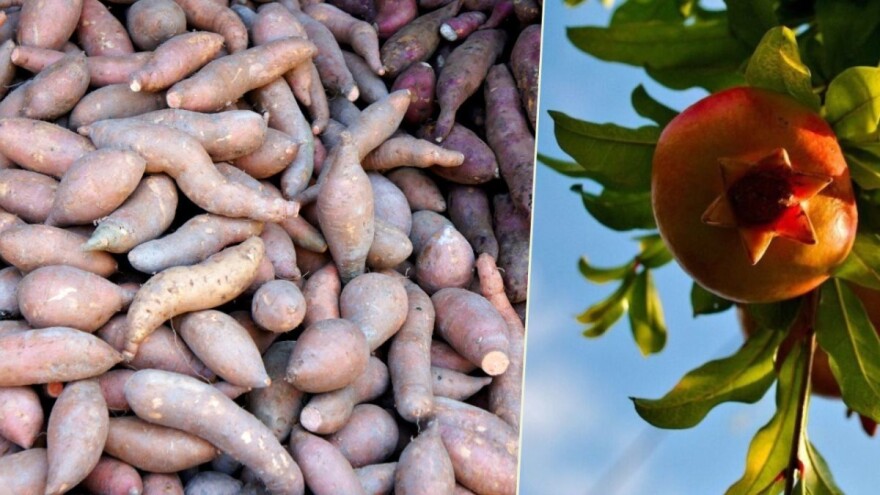 Start paketi za proizvodnju batata i šipka - ko se može prijaviti?