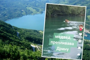 "Komšija, a pasoš'" - medved preplivava Drinu