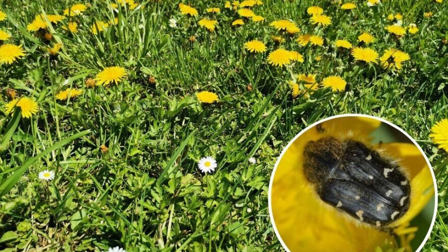 Maslačkom protiv dlakavog ružičara - ostaviti korov u voćnjaku?