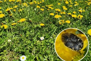 Maslačkom protiv rutave bube - ostaviti korov u voćnjaku?