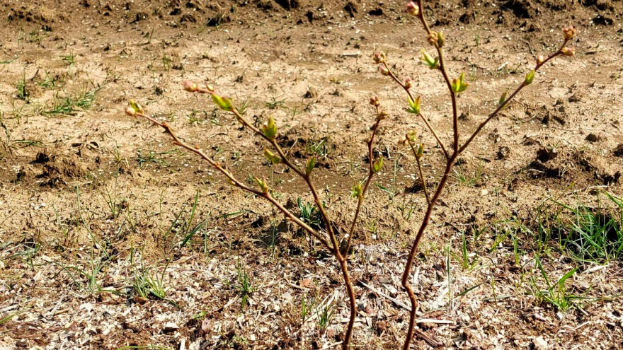 Treba li ostavljati cvetove na mladim borovnicama?