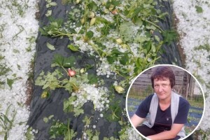 Mještani sela Boljkovac i Dobrošin plačući obišli usjeve: Sve je uništeno