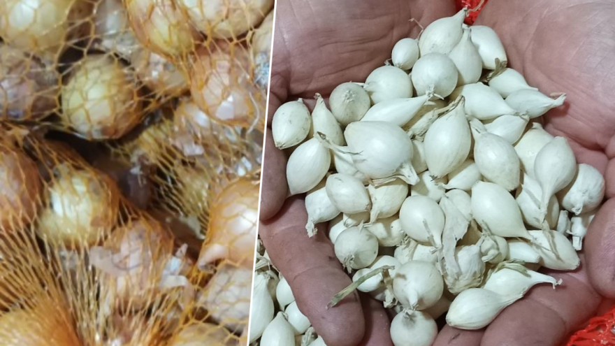 Sadnja crvenog i bijelog luka u jesen - da ili ne?