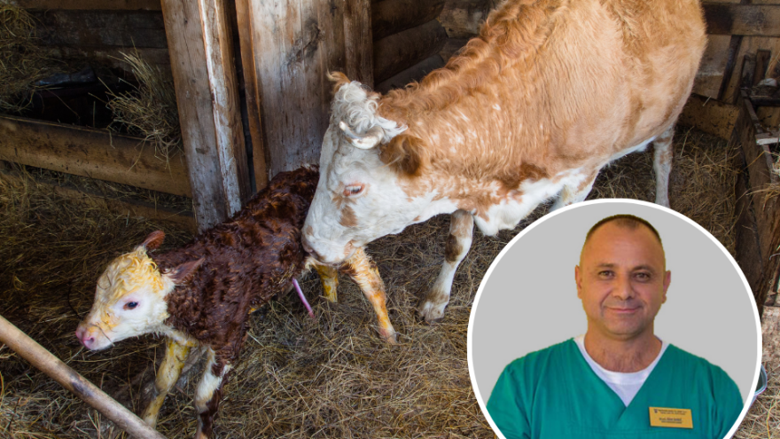 Šta uraditi ako krava ne ustaje nakon teljenja – ne čekajte čudo