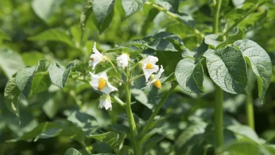 Kojim pripravcima zaštiti krompir?