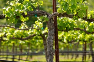 Vinogradari, hitno izvršite zaštitu od uzročnika plamenjače i pepelnice