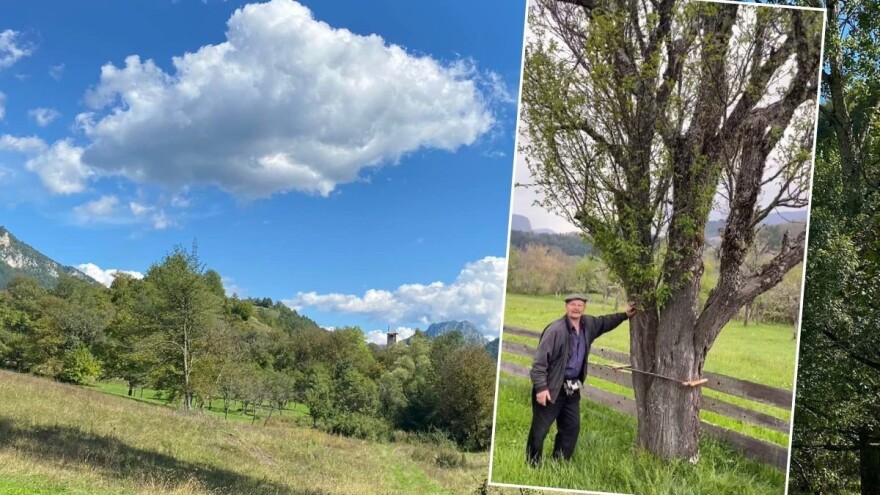 Koje je sorte misteriozna šljiva koja je izazvala regionalnu polemiku?