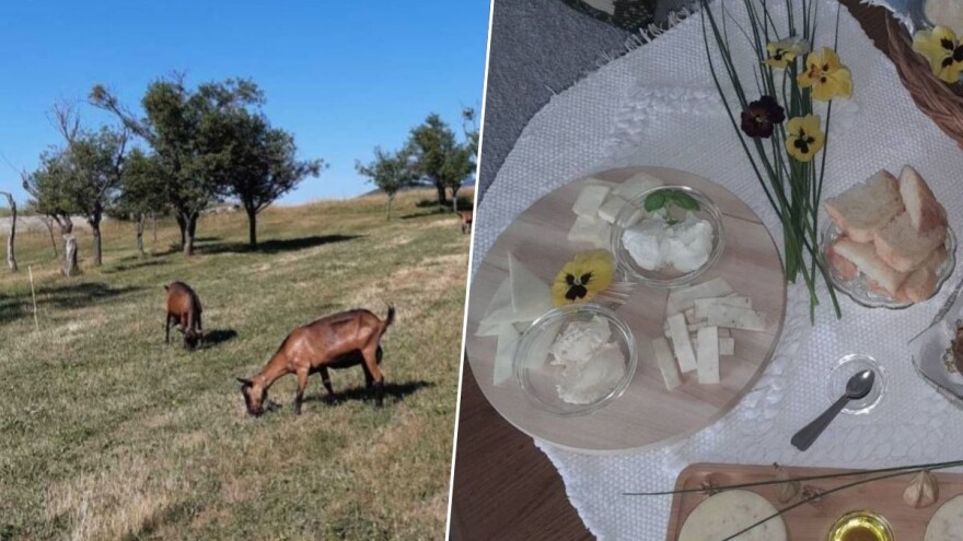 Jeste li čuli za sir panađur? Priprema ga Dragana Ćulibrk od mlijeka i oraha