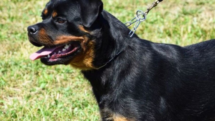 Bihać: Kazna zbog psa bez brnjice