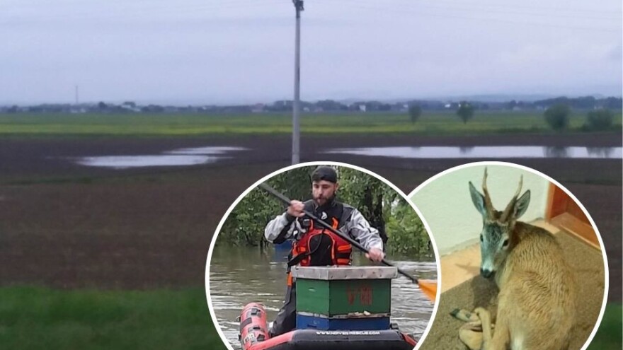 Strah od rasta Save: Polja poplavljena širom Krajine, borba za životinje