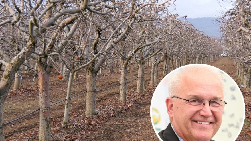 Selimović: Voćari su potpuno izgubili konkurentnost, hitno poduzeti mjere