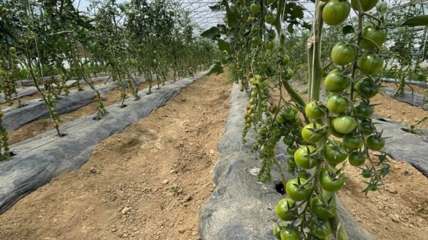 Posadite paradajz koji svi vole, pri tome je otporan i nezahtjevan