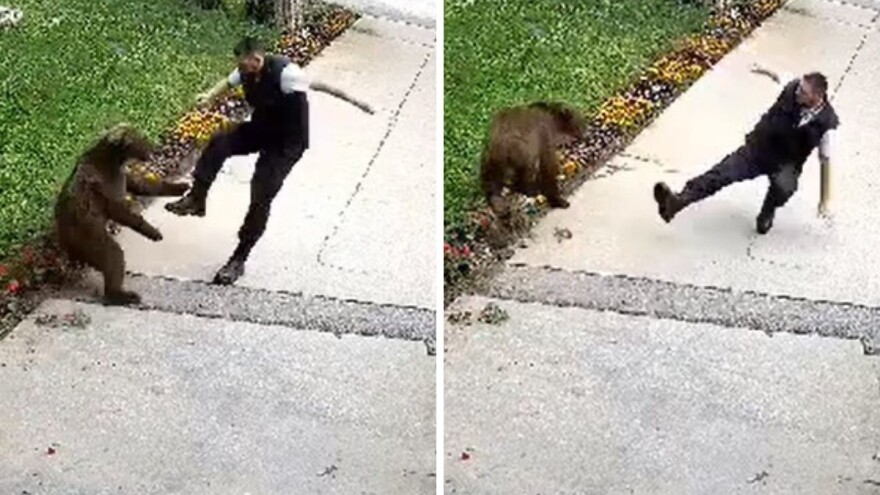 Medvjed napao zaštitara u Bugojnu