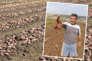 Rodio krompir u Duvanjskom polju: Ne znaš je li veći, zdraviji ili što ga ima