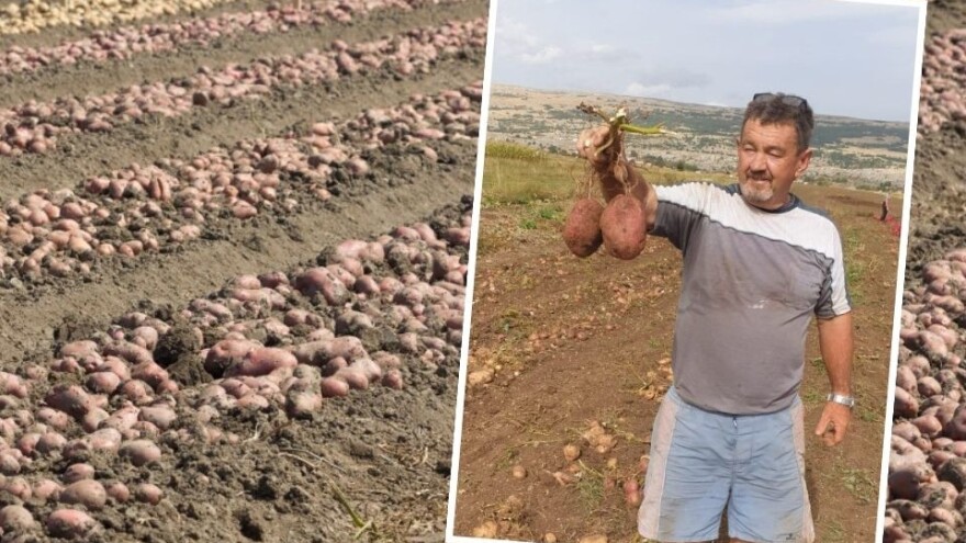 Rodio krompir u Duvanjskom polju: Ne znaš je li veći, zdraviji ili što ga ima
