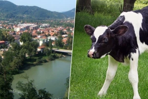 Suvad Kruščić bacio uginulo tele u rijeku - optužnica ekspresno potvrđena