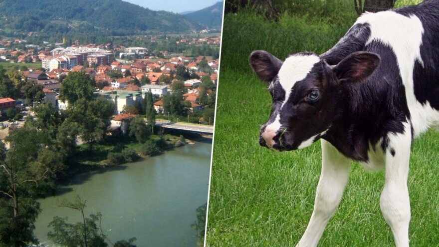 Suvad Kruščić bacio uginulo tele u rijeku - optužnica ekspresno potvrđena