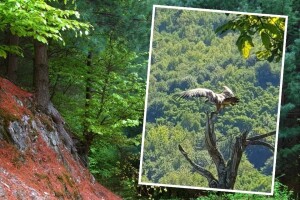Bjeloglavi sup ponovo u BiH, nakon više od dvije godine