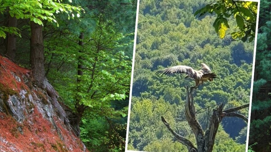 Bjeloglavi sup ponovo u BiH, nakon više od dvije godine